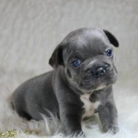Chiots bouledogue français bleus