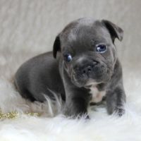 Chiots bouledogue français bleus #5