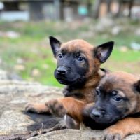 Malinois lof850 #1