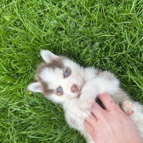 Pomsky mini #4