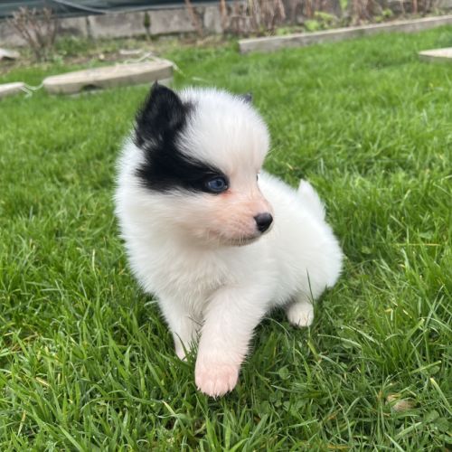 Pomsky mini #6