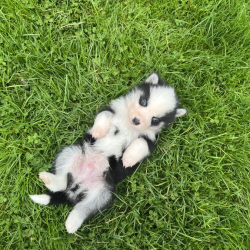 Pomsky mini #7