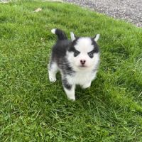 Pomsky mini #1