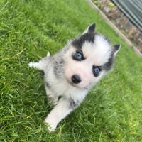 Pomsky mini #2