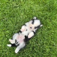 Pomsky mini #7