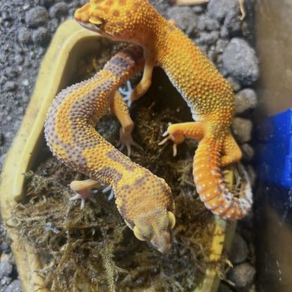 Geckos leopard tangerine #1