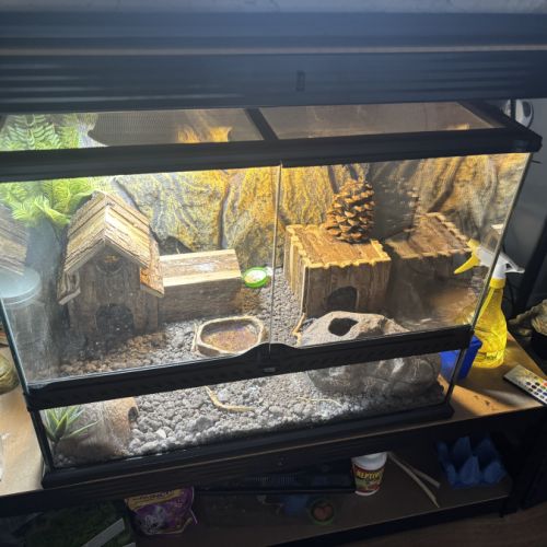 Geckos leopard tangerine