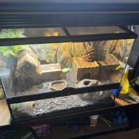 Geckos leopard tangerine #0