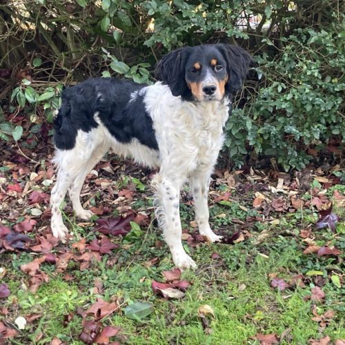 Épagneul breton dispo pour saillie lof #2