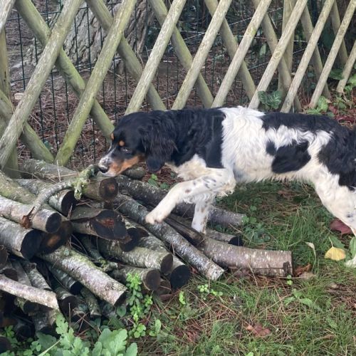 Épagneul breton dispo pour saillie lof #3