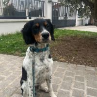 Épagneul breton dispo pour saillie lof #1