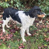 Épagneul breton dispo pour saillie lof