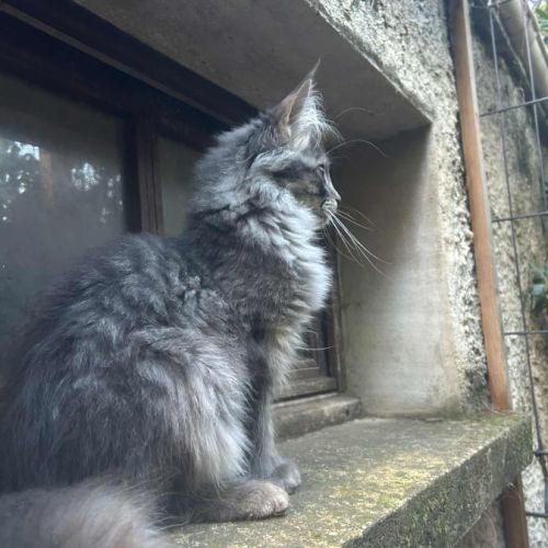 Maine coon male bleu #0