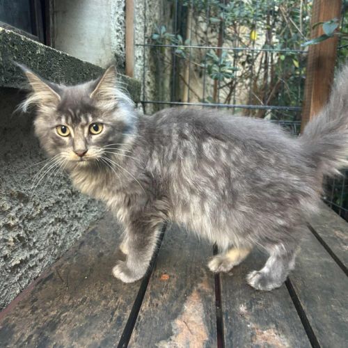 Maine coon male bleu #2