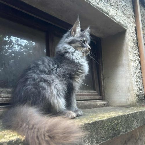 Maine coon male bleu #3