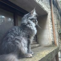 Maine coon male bleu