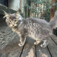 Maine coon male bleu #2