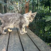 Maine coon male bleu #4