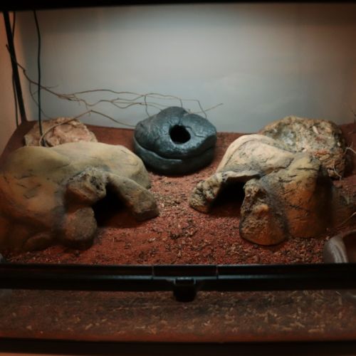 Gecko léopard femelle avec terrarium clé en main #1