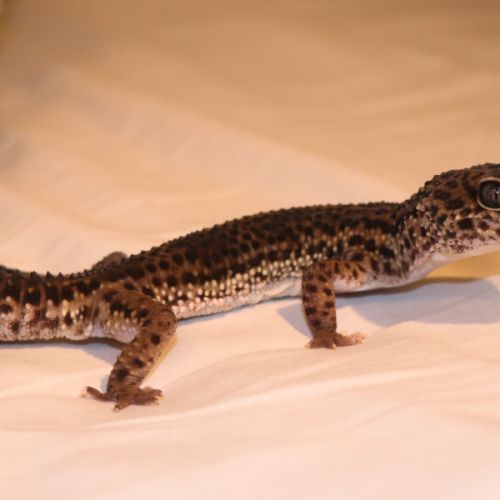 Gecko léopard femelle avec terrarium clé en main #5