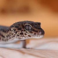 Gecko léopard femelle avec terrarium clé en main