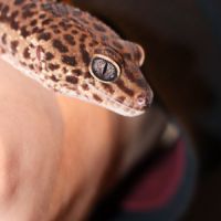 Gecko léopard femelle avec terrarium clé en main #3