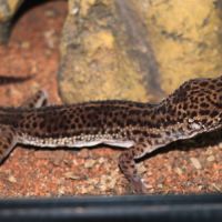 Gecko léopard femelle avec terrarium clé en main #4