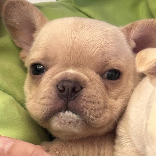 À réserver chiots bouledogue français #0