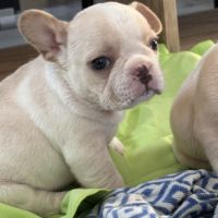 À réserver chiots bouledogue français #2