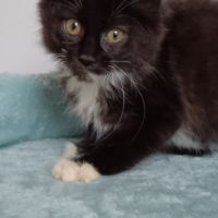 Chaton maine coon loof