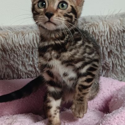 Chaton bengal loof #1