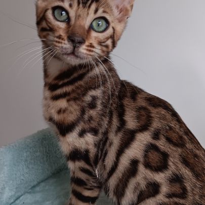 Chaton bengal loof #4