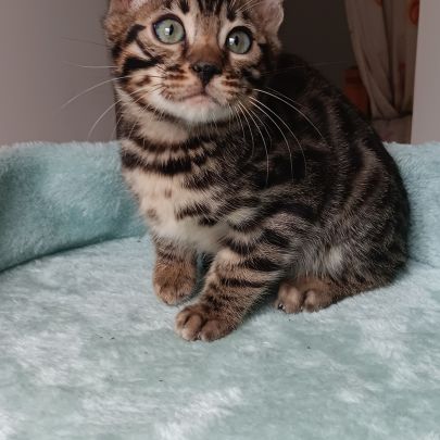Chaton bengal loof