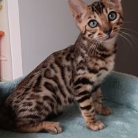 Chaton bengal loof #3