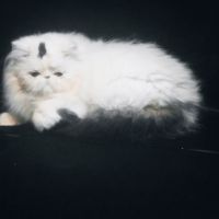 Chaton persan loof (3-4*cb)