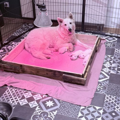 Chiot berger blanc suisse #1