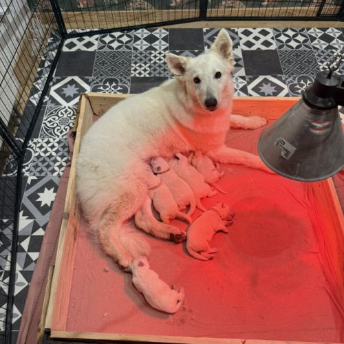 Chiot berger blanc suisse #2