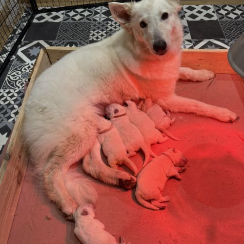 Chiot berger blanc suisse #3