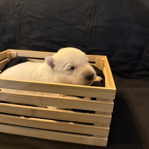 Chiot berger blanc suisse #5