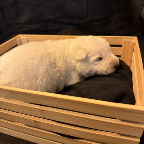 Chiot berger blanc suisse #7