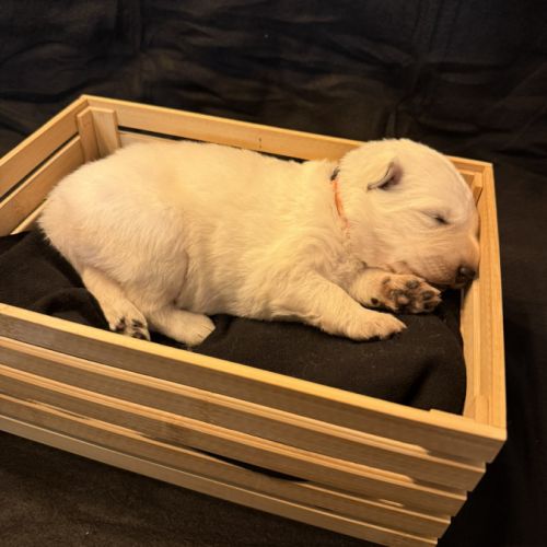 Chiot berger blanc suisse #8