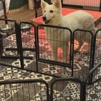 Chiot berger blanc suisse #4