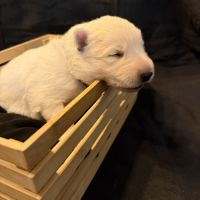 Chiot berger blanc suisse
