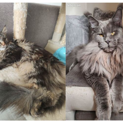 Chatons maine coon loof disponibles #1