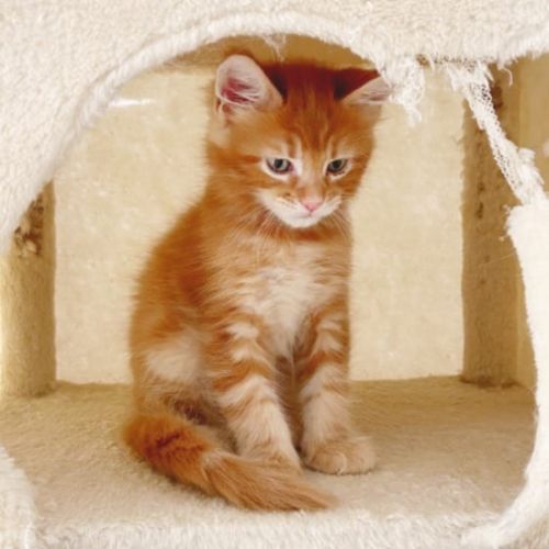 Chatons maine coon loof disponibles #4