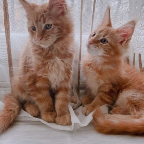 Chatons maine coon loof disponibles #6