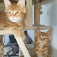 Chatons maine coon loof disponibles #2