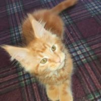 Chatons maine coon loof disponibles #3