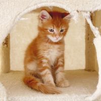 Chatons maine coon loof disponibles #4