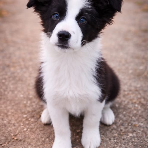 De sublimes chiots border collie #0